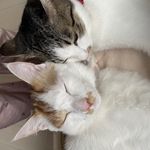ユーザ写真