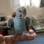 ユーザ写真
