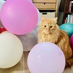 ユーザ写真