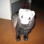ユーザ写真