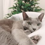 ユーザ写真
