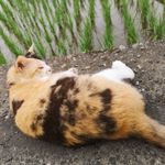 ユーザ写真