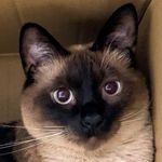 ユーザ写真