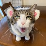 ユーザ写真