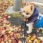 ユーザ写真