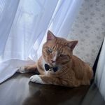 ユーザ写真