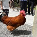 ユーザ写真
