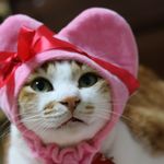 ユーザ写真