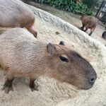 ユーザ写真