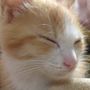 ネコさん