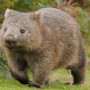 Wombat