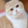 ねこまんじゅう