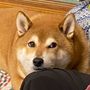 ツッチー