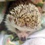 サツ