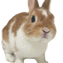 みたらし