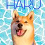 柴犬好きのランペオタ