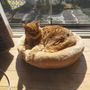 キャッツ