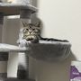 ももも