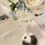 どらねこさん
