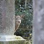 ちゃに