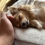 ぴーたろ