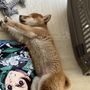 あひる