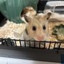 モカ