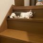 モリし