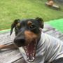 オダ