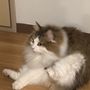 まつ