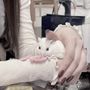 りあるはむすたー
