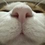 リス犬