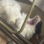 まぎうし