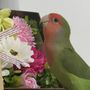 チェリー