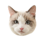 RiesY