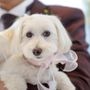 ひなちゃんママ
