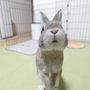 道端のちくわ