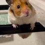 たこ